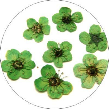 Сухоцвет для дизайна ногтей Yoko Y FLC 4