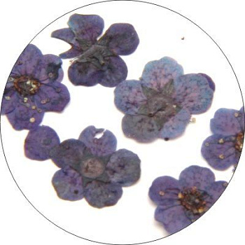 Сухоцвет для дизайна ногтей Yoko Y FLC 1